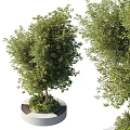 Modern Tree Planter with Lush Green Trees and Fresh Plants in Urban Garden