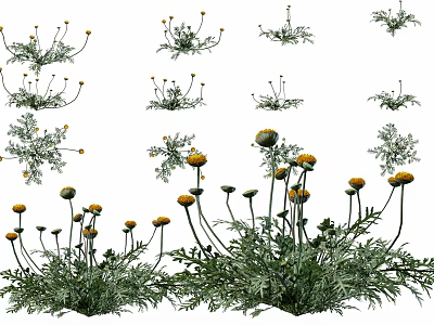 Natural Garden Flowers With Yellow Blooms Green Leaves And Clustered Stems 3d model