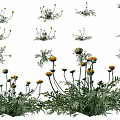 Natural Garden Flowers With Yellow Blooms Green Leaves And Clustered Stems
