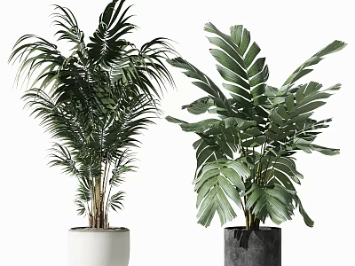 Potted Tropical Plants With Palm And Large Leaves In White Dark Planters 3d model