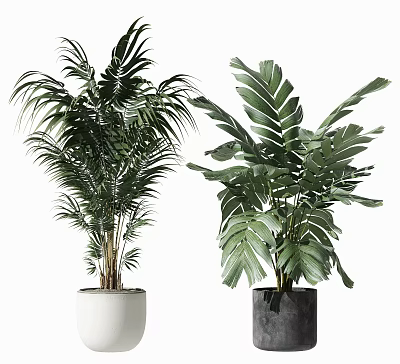 Potted Tropical Plants With Palm And Large Leaves In White Dark Planters 3d model