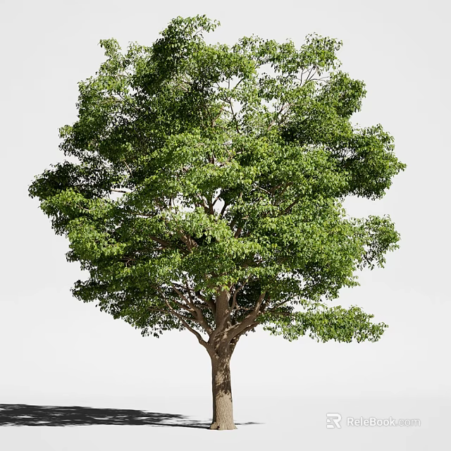 Lush Green Tree With Dense Foliage Strong Trunk And Full Canopy 3d model 