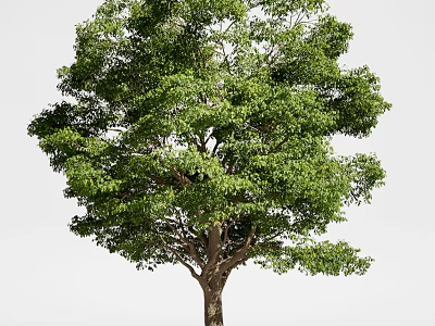 Lush Green Tree With Dense Foliage Strong Trunk And Full Canopy 3d model