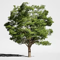 Lush Green Tree With Dense Foliage Strong Trunk And Full Canopy 3d model