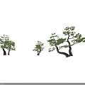 Various Shaped Pine Trees Featuring Curved Branches For Outdoor Garden Landscaping