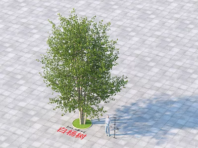 White Poplar Tree With Green Foliage And Person Standing Beside On Gray Paved Ground 3d model