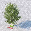 White Poplar Tree With Green Foliage And Person Standing Beside On Gray Paved Ground