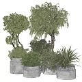 Various Types of Bonsai Plants with Green Foliage in White Pots