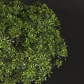 Lush Green Shrub With Dense Vibrant Foliage And Healthy Branch Growth