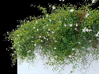 Lush Green Vines With White Flowers Hanging On Wall 3d model