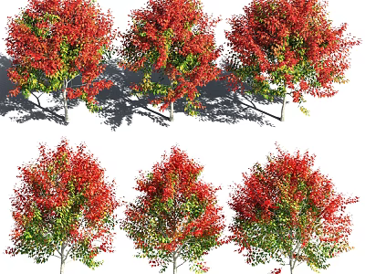 Multiple Vibrant Arbor Trees With Red And Green Leaves Natural Foliage 3d model
