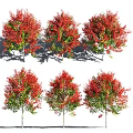 Multiple Vibrant Arbor Trees With Red And Green Leaves Natural Foliage