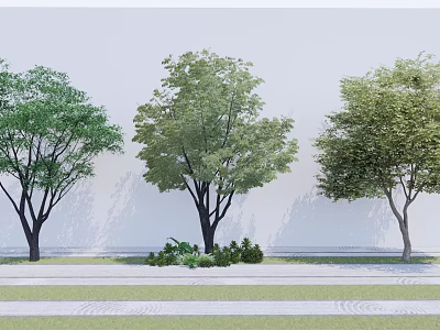 Three Arbor Trees with Lush Green Foliage in Landscaped Area with Bushes and Paved Ground 3d model