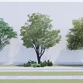 Three Arbor Trees with Lush Green Foliage in Landscaped Area with Bushes and Paved Ground