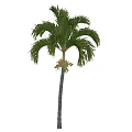 Tall Palm Tree With Large Green Fronds Slender Trunk Red Blooms Blue Sky White Clouds