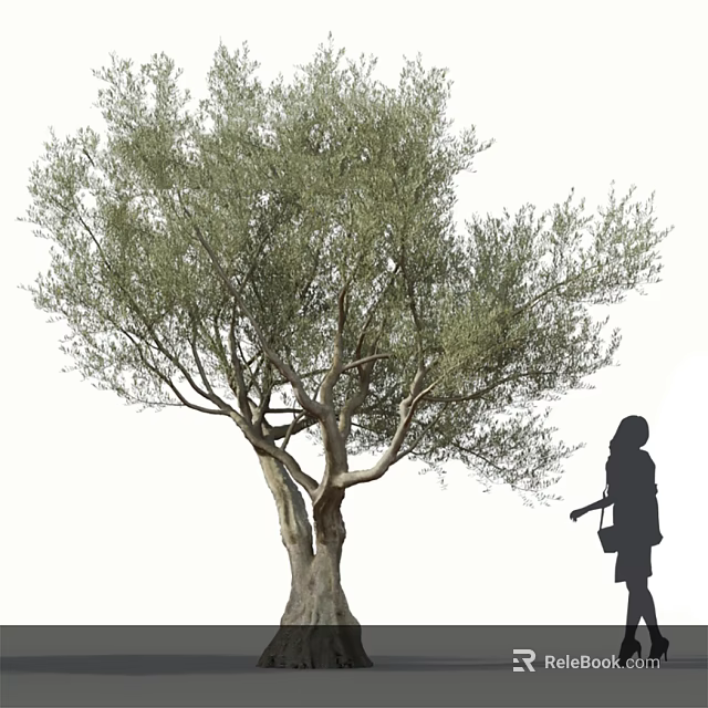 Tall Leafy Olive Tree With Branched Trunk And Silhouette Of A Woman Carrying Bag 3d model 