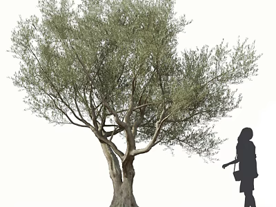 Tall Leafy Olive Tree With Branched Trunk And Silhouette Of A Woman Carrying Bag 3d model