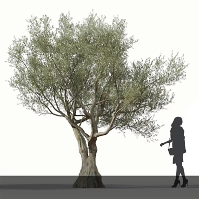 Tall Leafy Olive Tree With Branched Trunk And Silhouette Of A Woman Carrying Bag 3d model