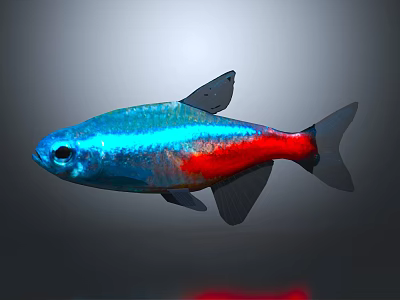 Vibrant Blue And Red Fish With Black Fins And Shiny Scales In Aquatic Habitat 3d model
