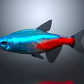 Vibrant Blue And Red Fish With Black Fins And Shiny Scales In Aquatic Habitat