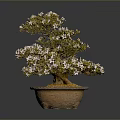 Beautiful Bonsai Plant With Pink Flowers And Green Leaves In Terracotta Pot