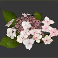 Pink and White Hydrangea Bouquet With Green Leaves and Reflection on Dark Background