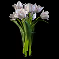 Transparent Glass Vase With White Pink Striped Tulips Green Leaves And Stems On Black Background
