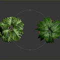 Indoor Green Plants With Different Leaf Patterns In Gray Pot Gold Stand And Red Pot