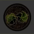 Green Cactus Plant With Upright Stems In Metallic Silver Pot On Minimalist Gray Background