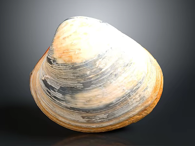 Natural Shell With White Yellow Gray Color Ribbed Surface And Smooth Texture 3d model