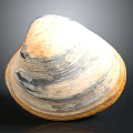 Natural Shell With White Yellow Gray Color Ribbed Surface And Smooth Texture