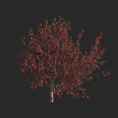 Modern Begonia Flower Safflower Begonia Flower Safflower Begonia Flower Safflower Begonia Flower 3d model