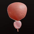 3D Rendered Bladder Anatomical Medical Model for Education and Training Use