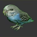 Blue And White Striped Budgie A Small Flying Animal Standing On Shiny Surface With Reflection