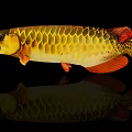 Golden Arowana Fish With Shiny Scales And Orange Fins On Black Background