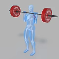 Man Lifting Barbell With Red Weight Plates Showing Skeleton In Transparent Body