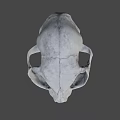 Detailed Animal Skull Anatomical Structure Displayed Against Green Background 3d model