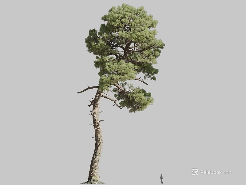 Tall Pine Tree with Curved Trunk and Lush Green Foliage Featuring Human Figure for Scale 3d model 
