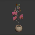 Beautiful Pink Orchid Flowers In White Vase With Gray Background