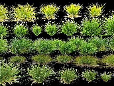 Diverse Green Grass Varieties With Lush Foliage And Natural Forms For Garden Decor 3d model