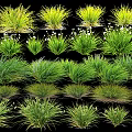 Diverse Green Grass Varieties With Lush Foliage And Natural Forms For Garden Decor