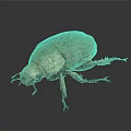Brown Beetle With Shiny Textured Shell And Colorful Legs On Dark Surface