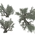 Olive Trees With Thick Trunks Lush Green Leaves And Spreading Crown 3d model