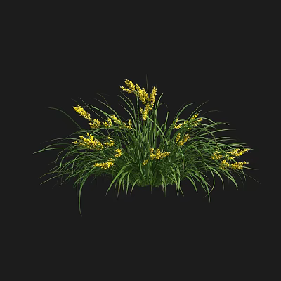 Flowering Grass Plant Growing With Yellow Flowers And Green Long Leaves 3d model