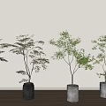 Bonsai Plants In Black And Gray Pots On Wooden Floor Against Light Wall