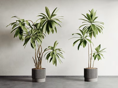 Lush Green Leafy Potted Plants in Gray Textured Pots Against White Wall and Gray Floor 3d model