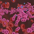 Microscopic View Of Purple Bacteria Interacting With Red Blood Cells In Blood