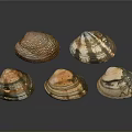 Shell Scallop Mussel Sea Animal Game Animal Cartoon Character Game Character 3d model