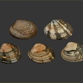 Shell Scallop Mussel Sea Animal Animal Game Animal Cartoon Character Game Character 3d model