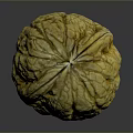 Whole Fresh Walnut With Yellowish Brown Wrinkled Surface On Gray Background